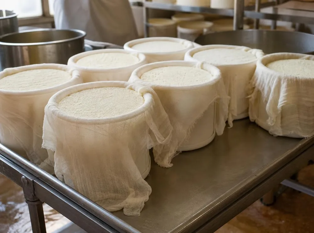 Jeunes meules de Parmigiano Reggiano prenant forme dans leurs moules